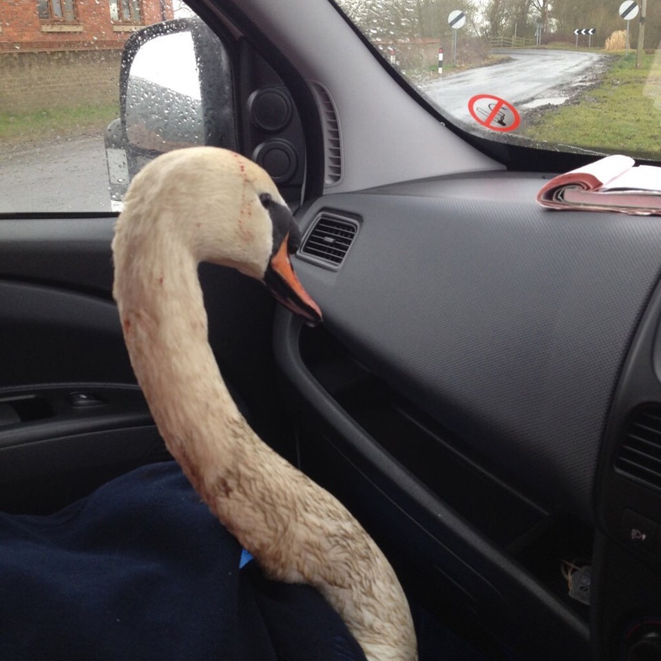 The injured swan got ride to the Yorkshire Swan and Wildlife Rescue centre