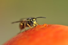 A common Wasp feeding on a fallen apple.Free use - credit Lorne Gill-NatureScot