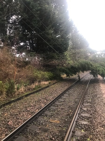 Tree fallen on overhead electric wires at Keighley