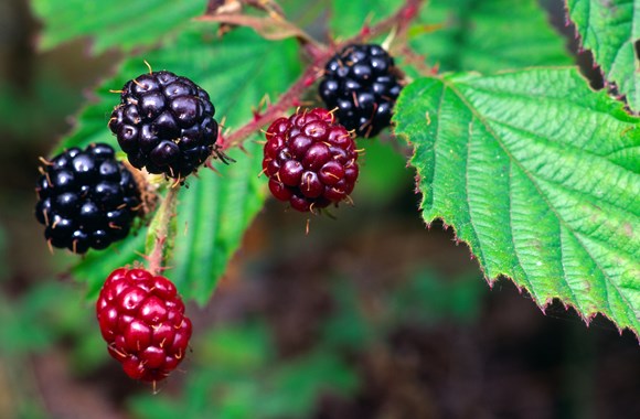 Brambles ©Lorne Gill SNH