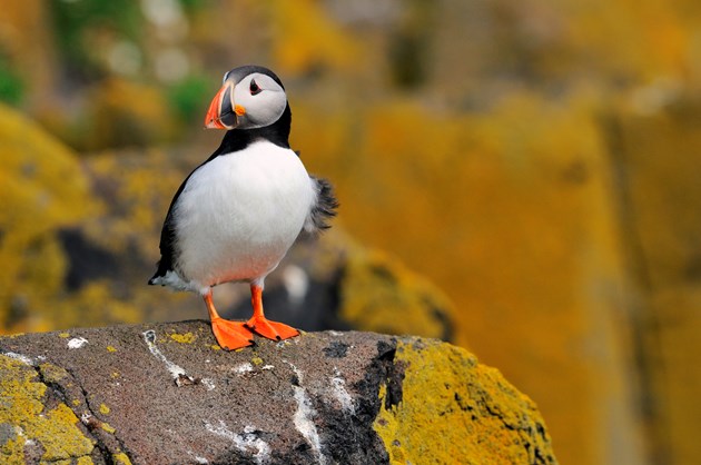Puffin on Isle of May - credit NatureScot-Lorne Gill