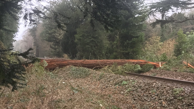 Fallen tree across the line at Bradford on Avon