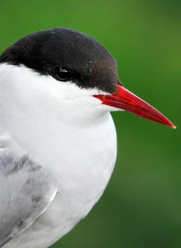 Arctic tern: Arctic tern. Please credit Scottish Natural Heritage (SNH).