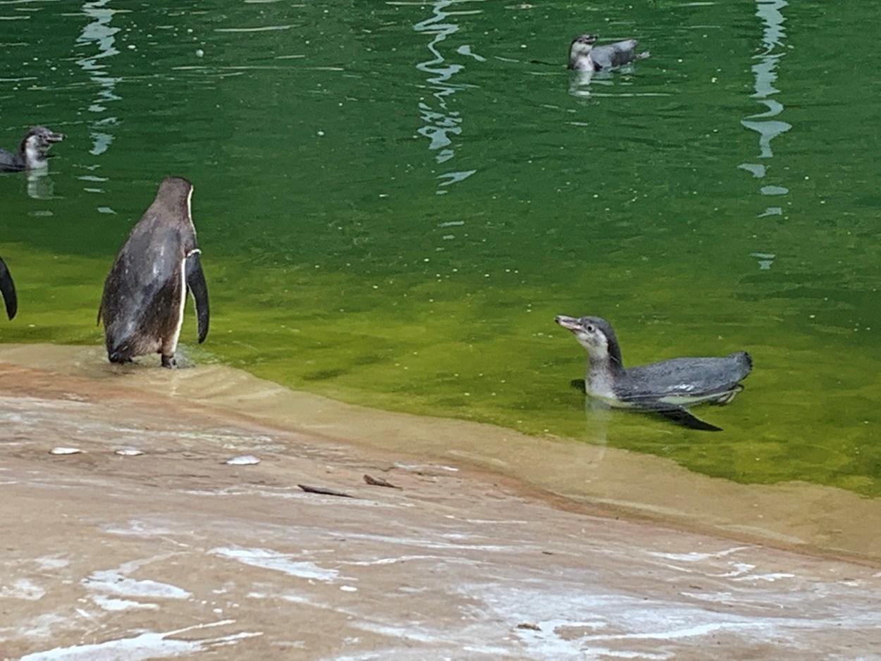 Penguin adoption: The penguins at Lotherton Wildlife World, where an adopt a penguin scheme has just been launched.