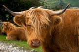 Five farming gains of independence: Agriculture-farming-livestock-cattle-cow-highland