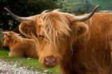Five farming gains of independence: Agriculture-farming-livestock-cattle-cow-highland