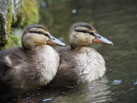 Wildlife Society March - Duet of Ducklings. Claire Henderson