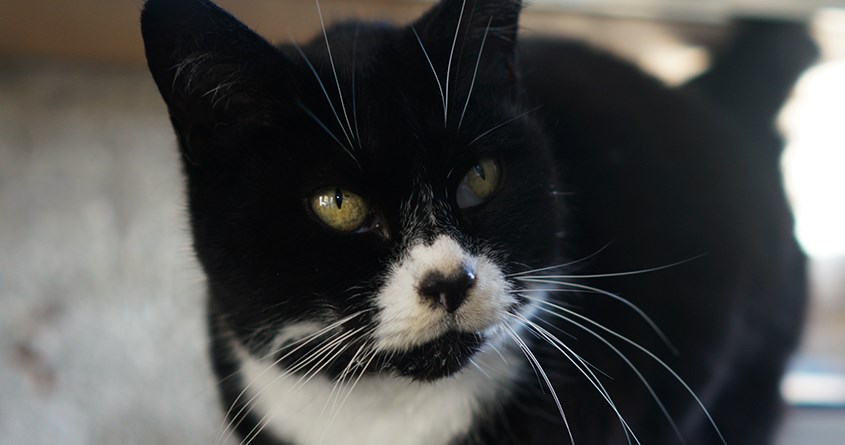 Thwaite at 30: Milly the mill cat, Thwaite's resident feline and chief mouser