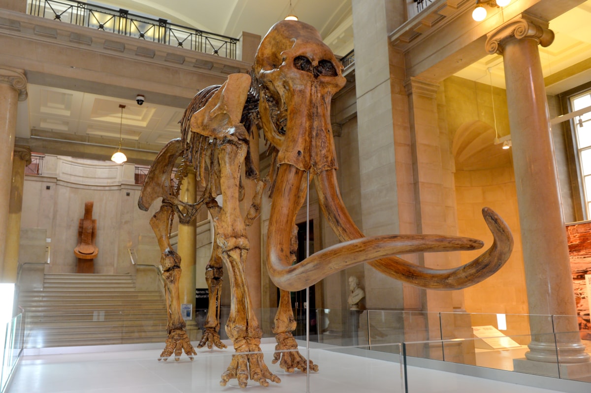 WNS 240325 3D Printed Mammoth 013