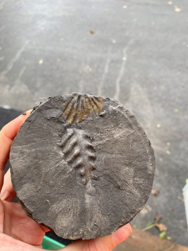 Keel of ammonite in lower Gault