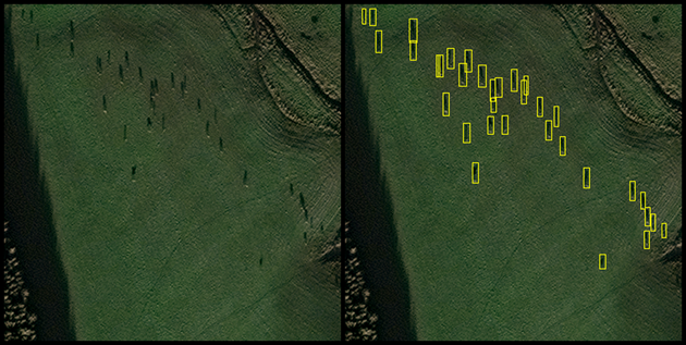 Deer identified by the AI software from a satellite image ©EOLAS Insight/Airbus