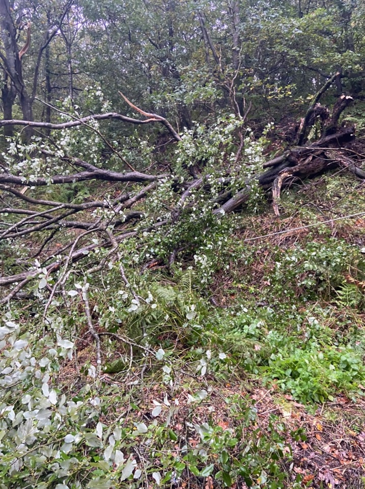 Fallen tree next to railway  - Hadfield (24 Oct)