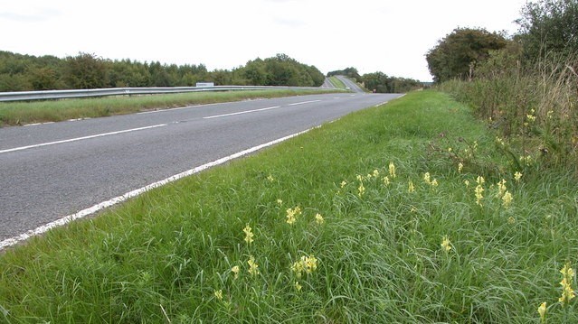 A40 verges