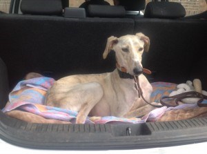 Happy ending for abandoned lurcher: cecil-20-july-2015-001-300x223.jpg