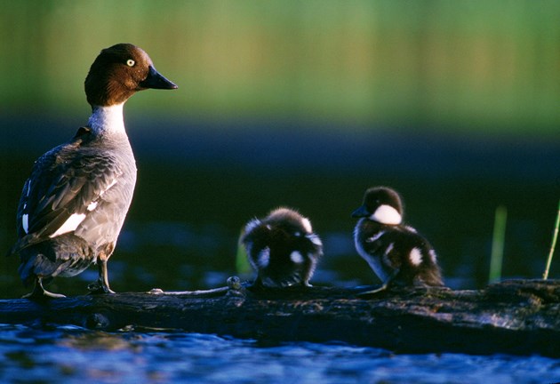 Goldeneye breeding success at Muir of Dinnet: Goldeneye duck ©Laurie Campbell Photography (one time use only in conjunction with this news release)