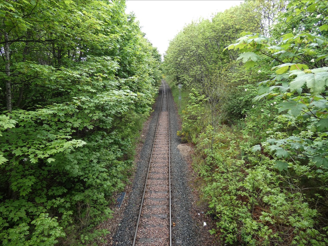 Railway vegetation clearance planned between Evanton and Invergordon: Wick vegetation pre work