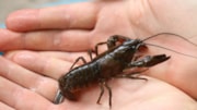 An American Signal Crayfish caught at Burrator cropped: An American Signal Crayfish caught at Burrator cropped