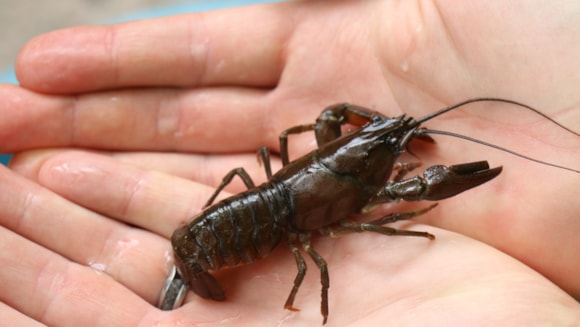 An American Signal Crayfish caught at Burrator cropped