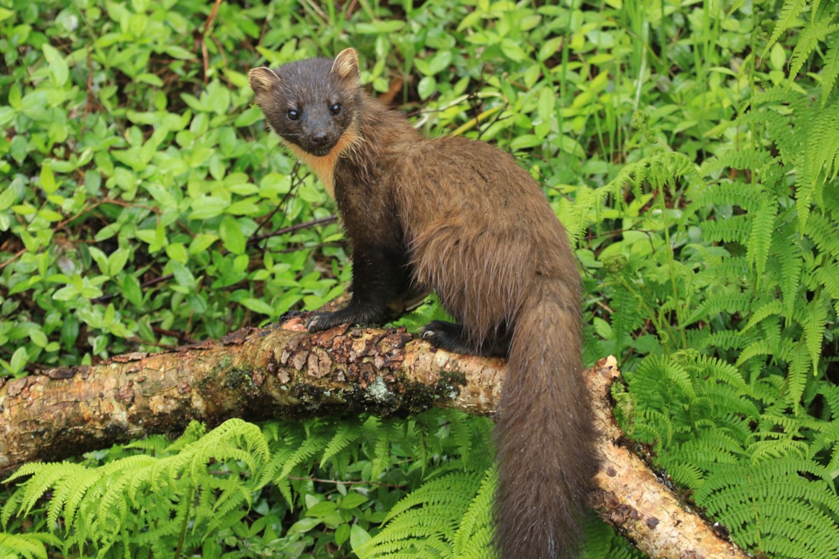 Pine marten pictured in the Scottish Highlands.
CREDIT: Mic Mayhew