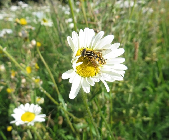 Boost for bees and butterflies: Tiger hoverfly