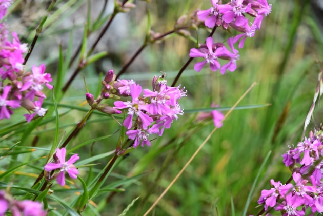 Sticky catchfly flowers ©Lindsay Mackinlay