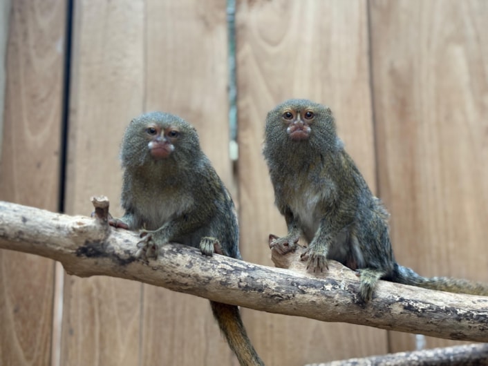 Pygmy marmosets 1: The pygmy marmoset is the world’s smallest type of monkey, weighing just over 100g.