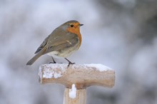 Robin: A robin perching on a fork handle ©Fergus Gill/NatureScot
