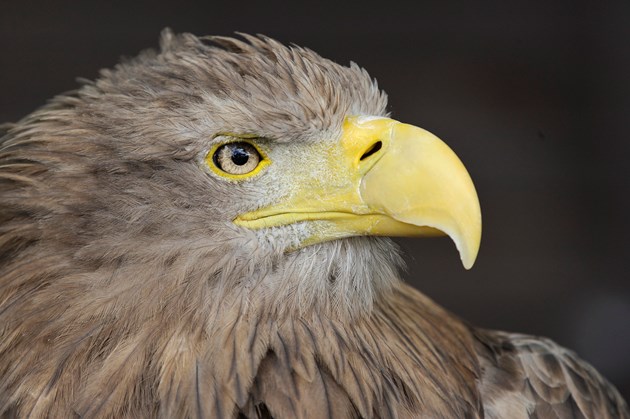 Captive white tailed eagle ©Lorne Gill / NatureScot