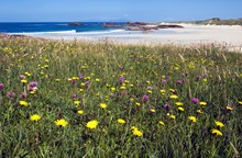 SMEEF - Machair at Gallanach on the Isle of Coll. Credit NatureScot-Lorne Gill