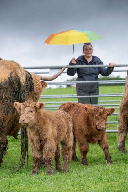 Assistant Stockperson Carly Hood meets highland calves Maisie and Ishbel at the National Museum of Rural Life. Photo © Chris James (4)
