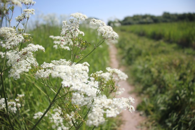 502553 - NRF2024 - DP - Moray Farm Cluster Nature Restoration - Image 3 (A4683753)