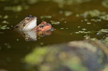 Common frogs (Rana temporaria) ©Lorne Gill