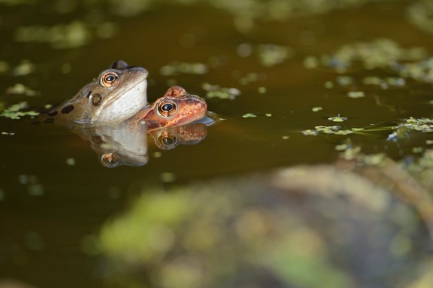 Glasgow biodiversity projects share £367k Nature fund cash: Common frogs (Rana temporaria) ©Lorne Gill
