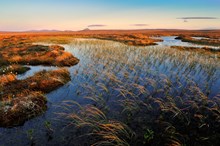 Dubh locahn and blanket bog at Forsinard Flows NNR ©Lorne Gill/NatureScot/2020VISION