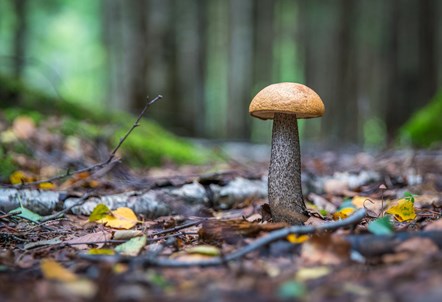 Fungus in woodland