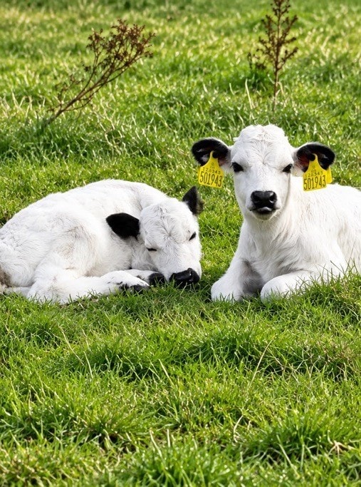 Vaynol calves 4: Vaynols can be found in only five locations in the UK. The herd at Temple Newsam stems directly from the first herd that was established in North Wales in the late 19th Century.