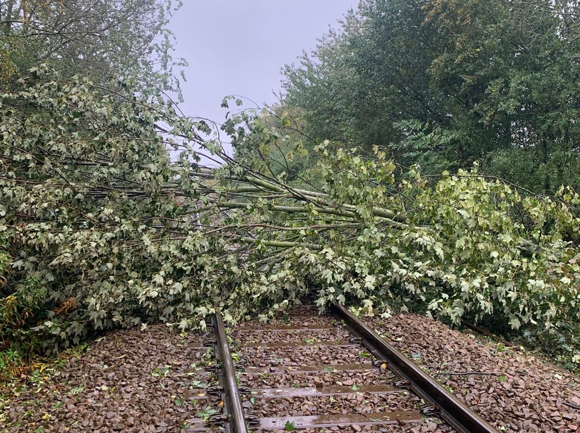 Tree on the line between North Road Darlington and Heighington, Network Rail