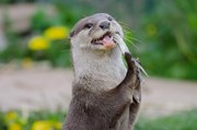 TfL Image - London Wetlands Centre - Otter: TfL Image - London Wetlands Centre - Otter