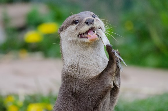 TfL Image - London Wetlands Centre - Otter