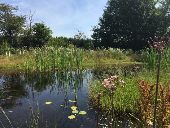 Finham Brook Pond July 2019: Credit: HS2 Ltd. 
(pond, finham brook, mitigation, maturity, Finham Brook SK085, landscaping, environment, green corridor, wildlife)
Internal Asset No.  14198