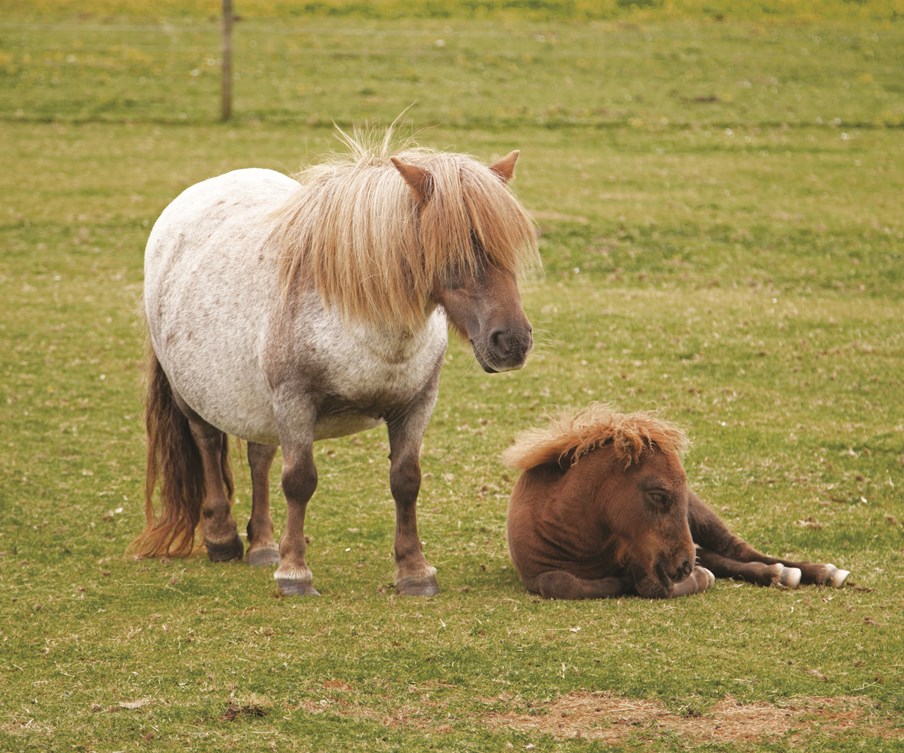 GEN Shetland Ponies EXT 17565a