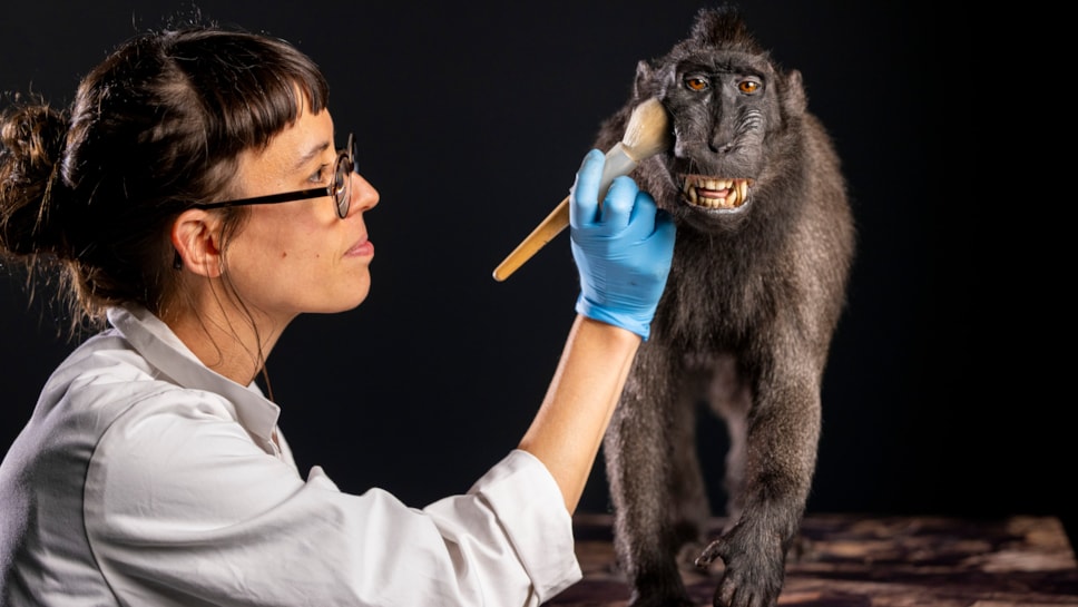 Taxidermist Jazmine Miles-Long works on a Sulawesi crested macaque. Photo © Duncan McGlynn (2)