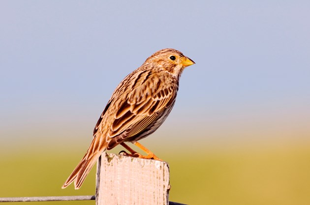 Number of at-risk corn buntings stabilises in NE Scotland: Corn bunting - Uist-D0566