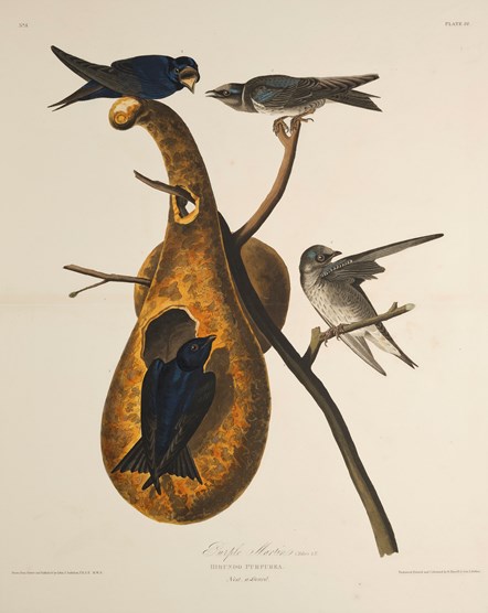 Print depicting Purple Martin from Birds of America, by John James Audubon. Image © National Museums Scotland