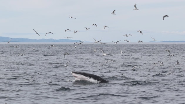 Seo dhut prògram Fèis Fiadh-bheatha nan Eilean 2025 – safaraidhean snorcalaidh is surfaidh, cuairtean fiadh-bheatha, bùthan-obrach cruthachail is mòran a bharrachd!: (c) HWDT-2