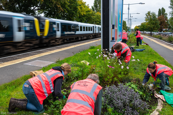 South Western Railway celebrates as over 100 of its stations are adopted by local community volunteers: West Byfleet bulb planting