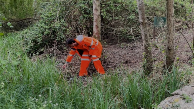 Network Rail environment worker searching for newts: Network Rail environment worker searching for newts