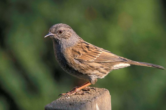 Help shape nature's recovery in East Yorkshire: Local nature reserve events this July image 2