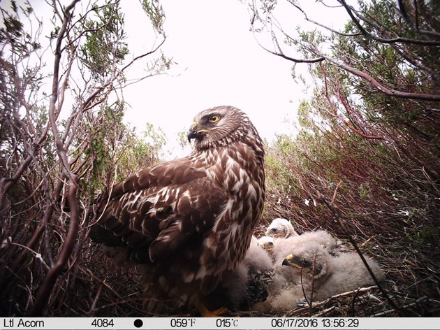 Hen harrier on nest with chicks: Free use.