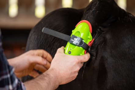 The Moocall wearable health sensor. Image © Moocall (1)